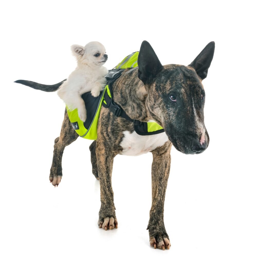 bull terrier, chihuahua and saddlebag