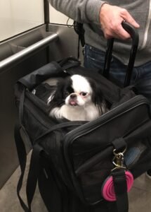Tiny dog in a travel bag ready for takeoff