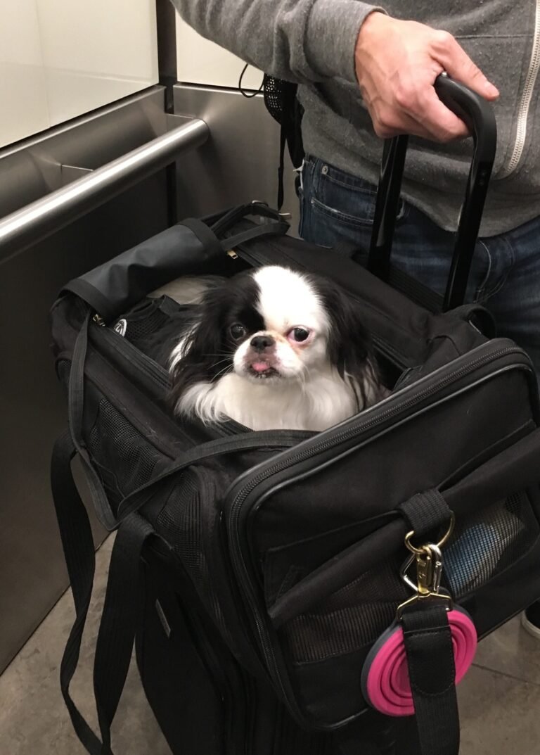 Tiny dog in a travel bag ready for takeoff